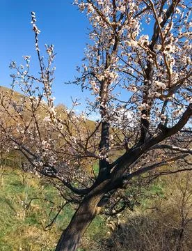 The beautiful tree in spring, spring flowering tree in the park Stockfoto's