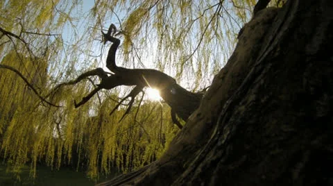 Beautiful tree in spring time Stock Footage 23199856