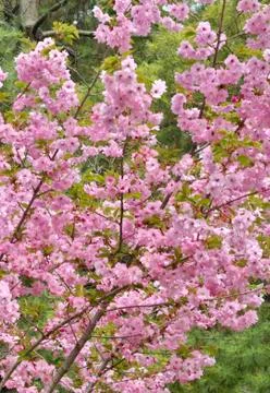 Beautiful tree in spring time Stock Photos