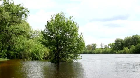 Beautiful Tree standing alone on the flooded bank of the river. Stock Footage 197568647