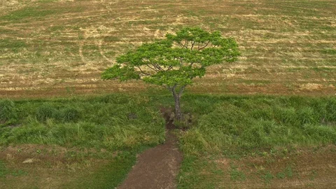 A beautiful tree standing alone smooth aerial shot Stockbeeldmateriaal 105862545