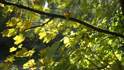 Beautiful tree in the summer Stock Footage 156279205