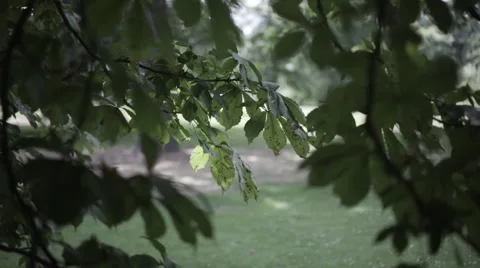 Beautiful Tree with sun behind the leaves Stock Footage 65494244