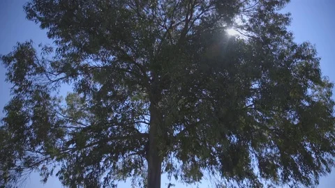 Beautiful tree with the sun Stock Footage 71839105