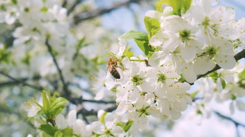 Beautiful tree on a Sunny day. A bee crawls over the cherry blossoms Stock Footage 130570871