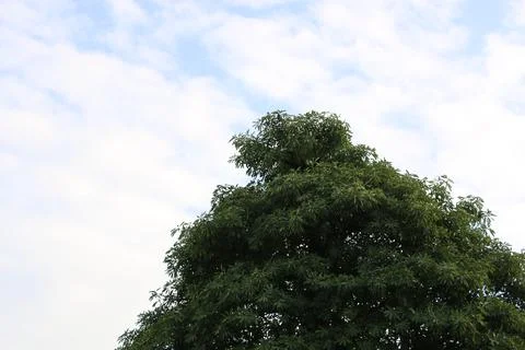 A beautiful tree in sunny day Stock Photos