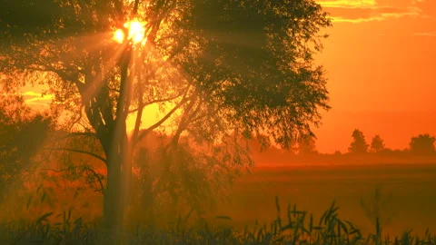 Beautiful tree with sunrise. Sun rays with light glowing misty rye field 4K. Stock Footage 245632335