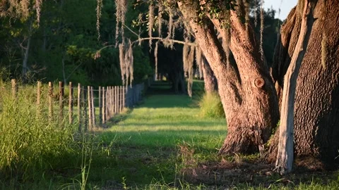 Beautiful Tree at Sunset in a Farm Stock Footage 175318305