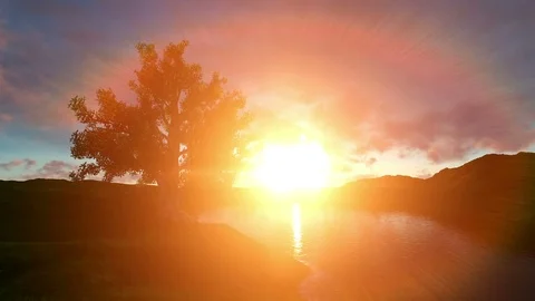 Beautiful tree on sunset Stock Footage 80183503