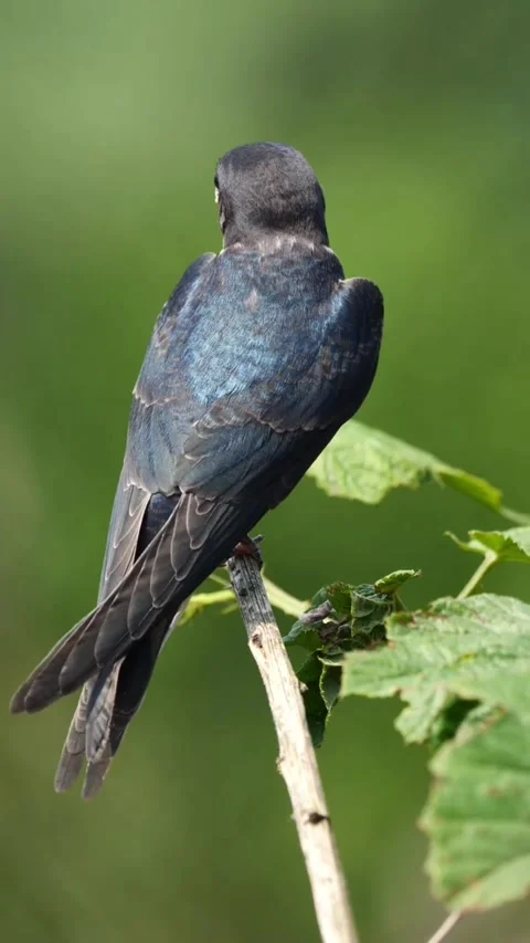 A beautiful tree swallow perched on a thin branch against a green background Stockbeeldmateriaal 336033296
