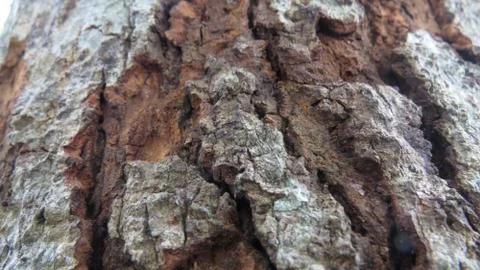 Beautiful tree trunk close up macro. Stock Photos