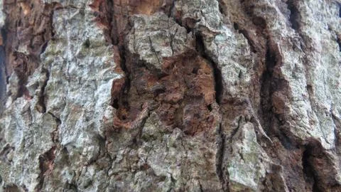 Beautiful tree trunk close up macro. Stock Photos