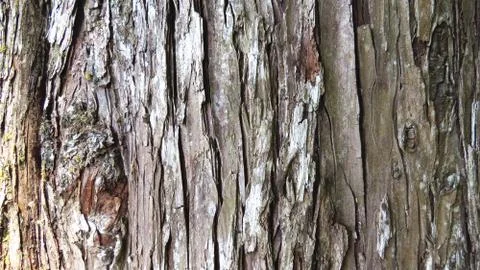 Beautiful tree trunk close up macro. Stock Photos