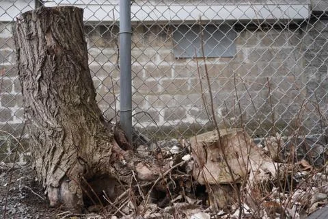 A beautiful tree trunk cutting masterpiece Stockfoto's