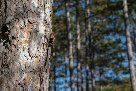 Beautiful tree trunk in the forest. Stock Photos