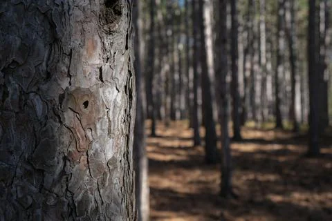 Beautiful tree trunk in the forest. Stock Photos
