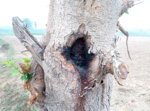 Beautiful tree trunk texture image Stock Photos