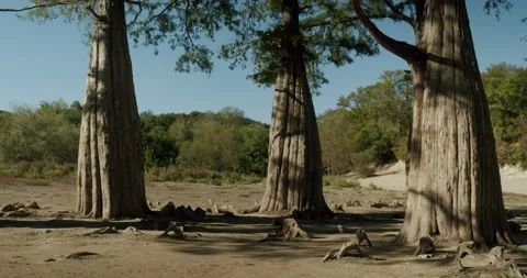 Beautiful tree trunks in the desert Stock Footage 140176192