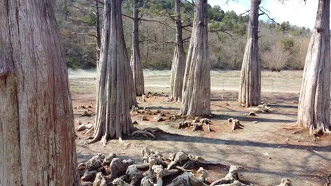 Beautiful tree trunks with some exposed roots on the ground surface. Stock Footage 151947317