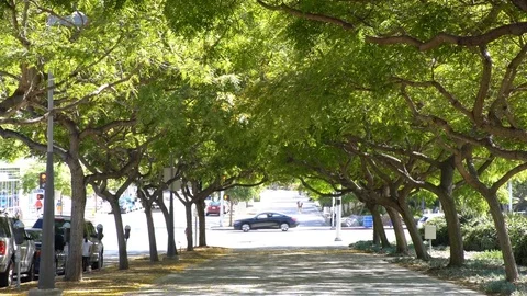 Beautiful tree tunnel Stock Footage