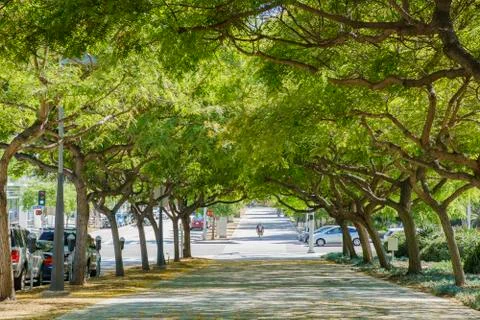 Beautiful tree tunnel Stock Photos