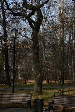 A beautiful tree with a twisted trunk. Foto stock