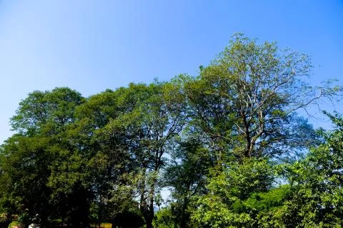 A beautiful tree under blue sky Stock Photos