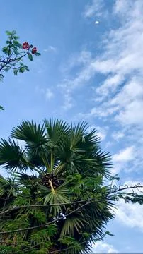 Beautiful tree under the clouds Foto stock
