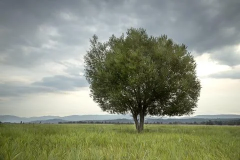 Beautiful tree under a cloudy sky. Stock Photos