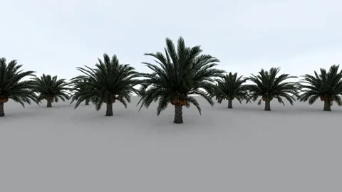 Beautiful tree under Sky Stock Footage 337293494