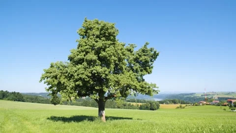 A beautiful tree in Upper Austria Stock Footage 157851231