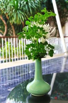 Beautiful tree in vase Stock Photos