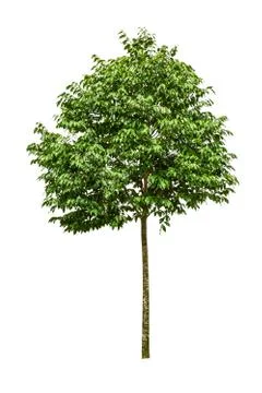 Beautiful tree on a white background Stock Photos