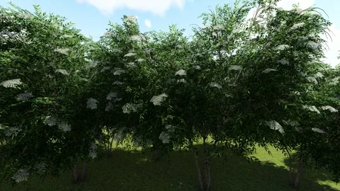 Beautiful Tree with White Flower Stock Footage 338288106