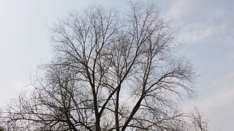 Beautiful tree without leaves against the sky Video stock 127287273