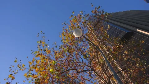 Beautiful tree with yellow leaves on the background of a skyscraper. Autumn in Stock Footage 145702360