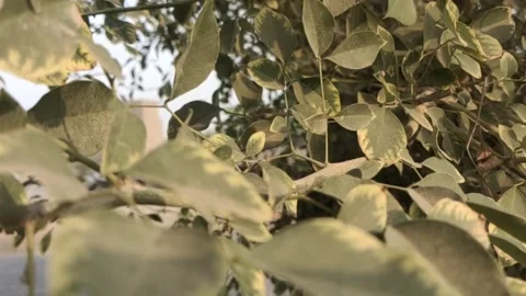 Beautiful trees along the road Stock Footage 165104260