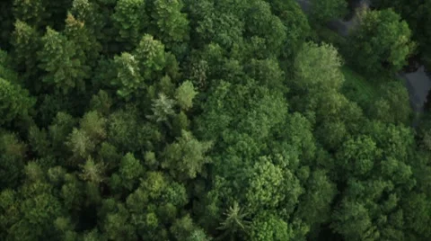 Beautiful Tree's and Field Fly Over Stockbeeldmateriaal 8555079