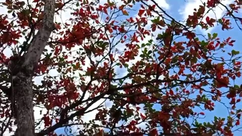 The beautiful trees and foliage stand tall 動画素材 327797981