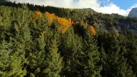 Beautiful Trees and Landscape in Nature Video stock 214166360