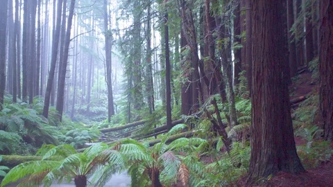Beautiful trees and plants in forest during rainy season Stock Footage 76199161