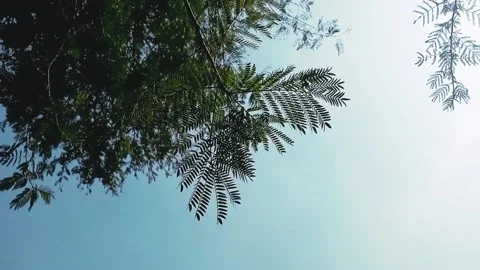 Beautiful Trees and sky Stock Footage 169907360