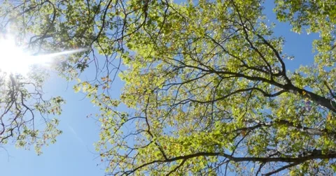 Beautiful Trees and Sun Stock Footage