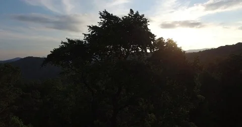 Beautiful trees and sunset Video stock 84527350