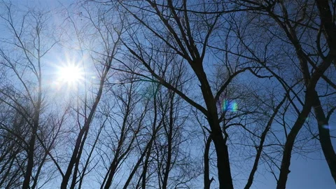 Beautiful trees on a background of blue sky. Sun rays shine through the branches Stock Footage 126929692