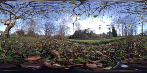Beautiful Trees at Botanical Garden, Fall Foliage, Time Lapse, Slow Pan, 360 VR Stock Footage 145323060