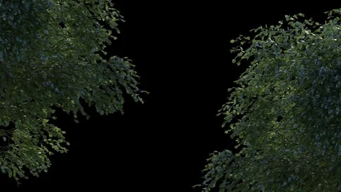 Beautiful trees branch with wind on transparent background with z-depth pass Stock Footage 71756198