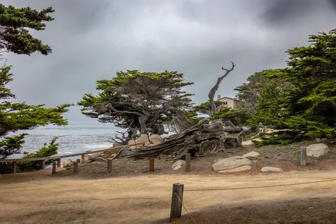 Beautiful trees called the ghost trees and a beautiful cloudy sky Stock-Fotos
