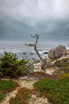 Beautiful trees called the ghost trees and a beautiful cloudy sky Foto stock