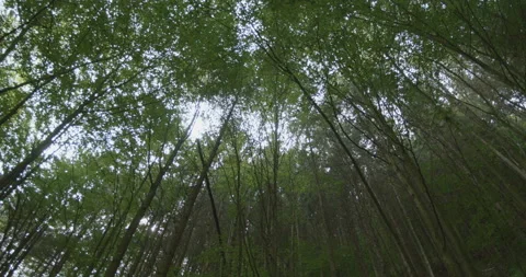 Beautiful Trees Canopy in Virgin Forest Stock Footage 139642428